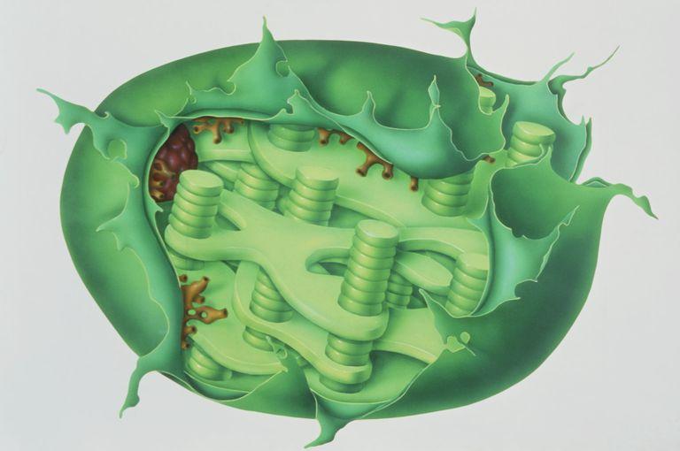http://www. Presenta due membrane cellulari una esterna ed una interna.