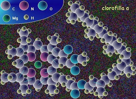 http://www. La clorofilla b è di poco diversa: ha un formile (-CHO) al posto di un metile (-CH 3 ).