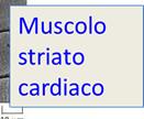 organizzate in miofibrille che si estendono per tutta la lunghezza della cellula.