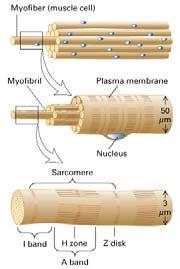 Muscolo scheletrico E composto da una disposizione ordinata di actina e miosina I filamenti