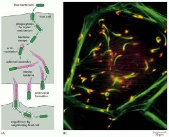 gov/books/nbk26833/figure/a4663/ Infezione da Listeria Monocytogenes Didascalia della figura precedente Il movimento basato sull actina della Listeria monocytogenes all interno e fra le cellule dell