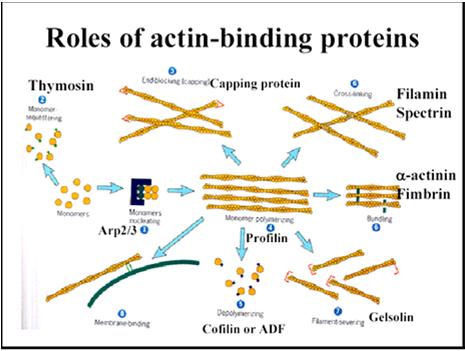 (B) La polimerizzazione viene iniziata nello stesso modo, ma con frammenti pre formati di filamenti di G actina che fungono da