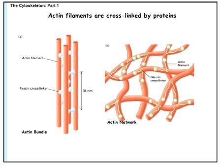 gov/books/nbk26862/figure/a2965/ Proteine associate all Actina «Actin Binding Proteins» (ABPs) (incluso proteine motore) Proteine