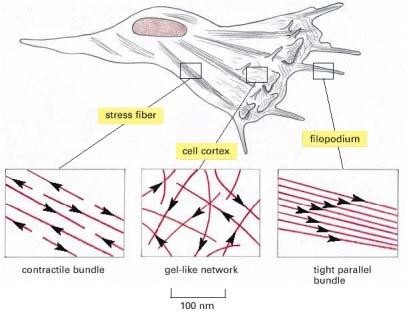 http://www.ncbi.nlm.nih.