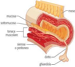 Il canale digerente è costituito da quattro strati di tessuto (tonache), a partire dal più interno: 1.