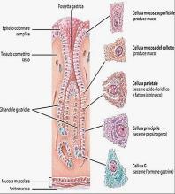 Nello stomaco la digestione avviene grazie alla secrezione del succo gastrico da parte delle ghiandole gastriche.