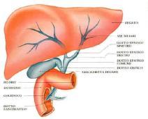 Il fegato è la ghiandola più voluminosa dell organismo, è collocato a destra, subito sotto il diaframma, coperto dalle ultime costole.