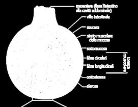 Ai fini digestivi il fegato secerne la bile che, prodotta in continuazione, si raccoglie nella cistifellea per essere riversata nel duodeno quando