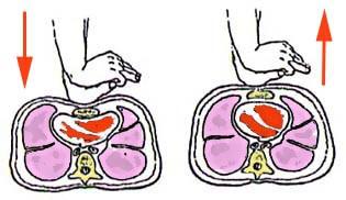 MASSAGGIO CARDIACO ESTERNO Il cuore si trova all interno della gabbia toracica, subito dietro lo sterno.