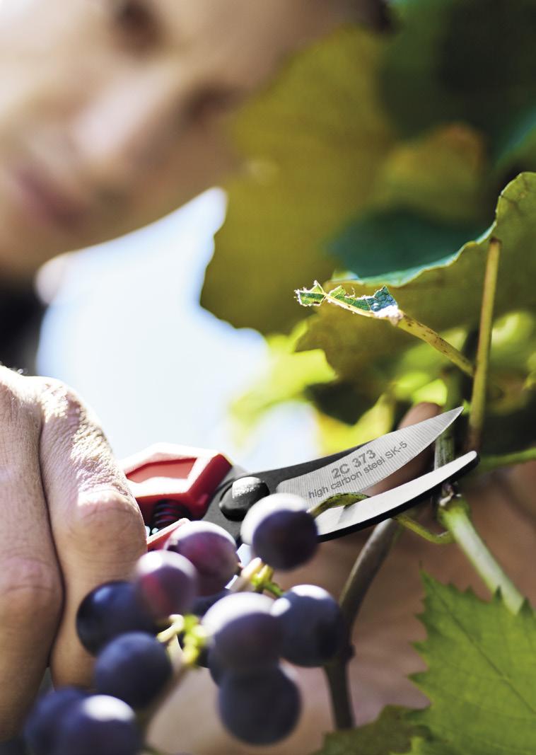 HARVEST RACCOLTA COGLIUVA Grape harvesting shears Ø 12 mm 2C