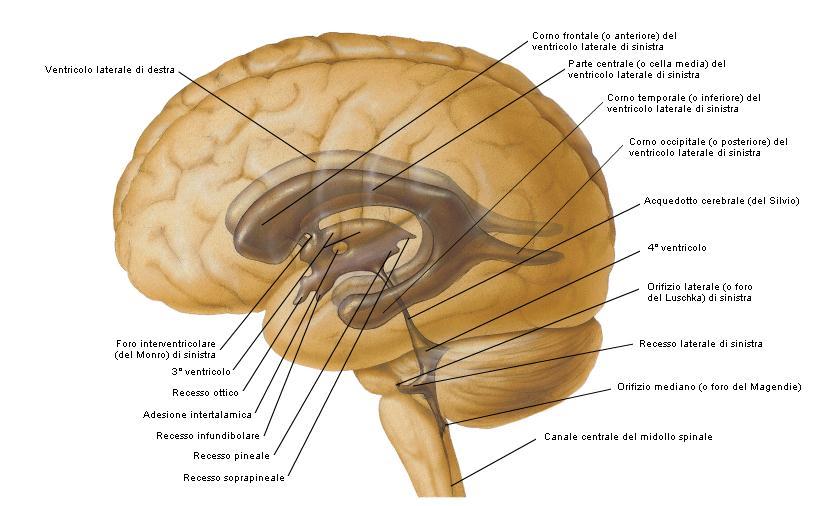 contenuto. Anche il cervello forma delle circonvoluzioni, ma fuse fra loro. Vedendo un cervello di profilo e una matassa intestinale di fronte si nota una discreta somiglianza.