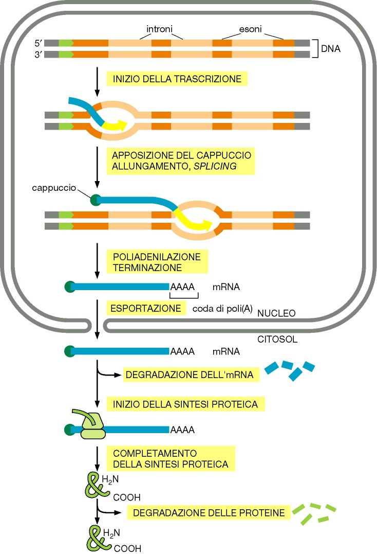 Nella cellula eucariotica la produzione di