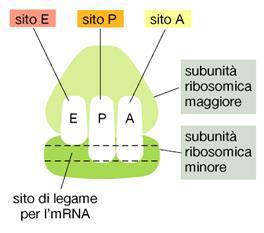 ribozimi Ogni ribosoma contiene tre siti di legame per trna, detti A, P ed E Un trna si associa