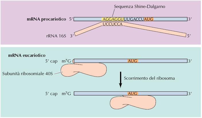 Sia nei procarioti che negli eucarioti esistono