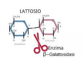 lattosio è idrolizzato da