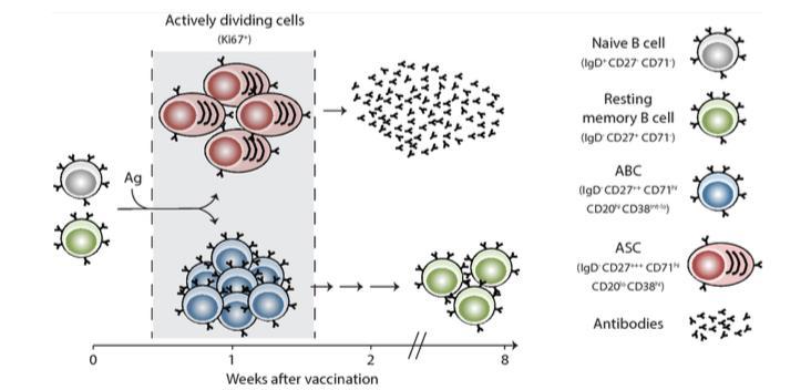 Come il nostro sistema immunitario risponde al