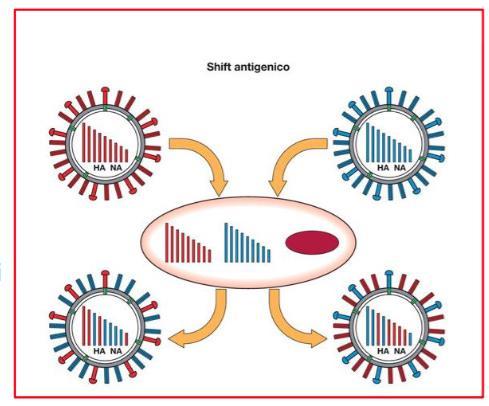 Antigenic shift:comparsa nell uomo di un nuovo ceppo virale con una proteina di superficie (HA e/o NA) appartenente a un sottotipo diverso da quelli comunemente circolanti nell'uomo -dovuto o a