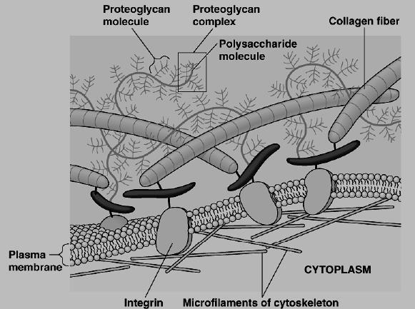 SCOMPAGINAMENTO DELLA MATRICE EXTRACELLULARE - ECM Incapacità dei fibroblasti di percepire la conformazione della matrice e di interagire con essa Difficoltà delle fibre nel disporsi in modo ben