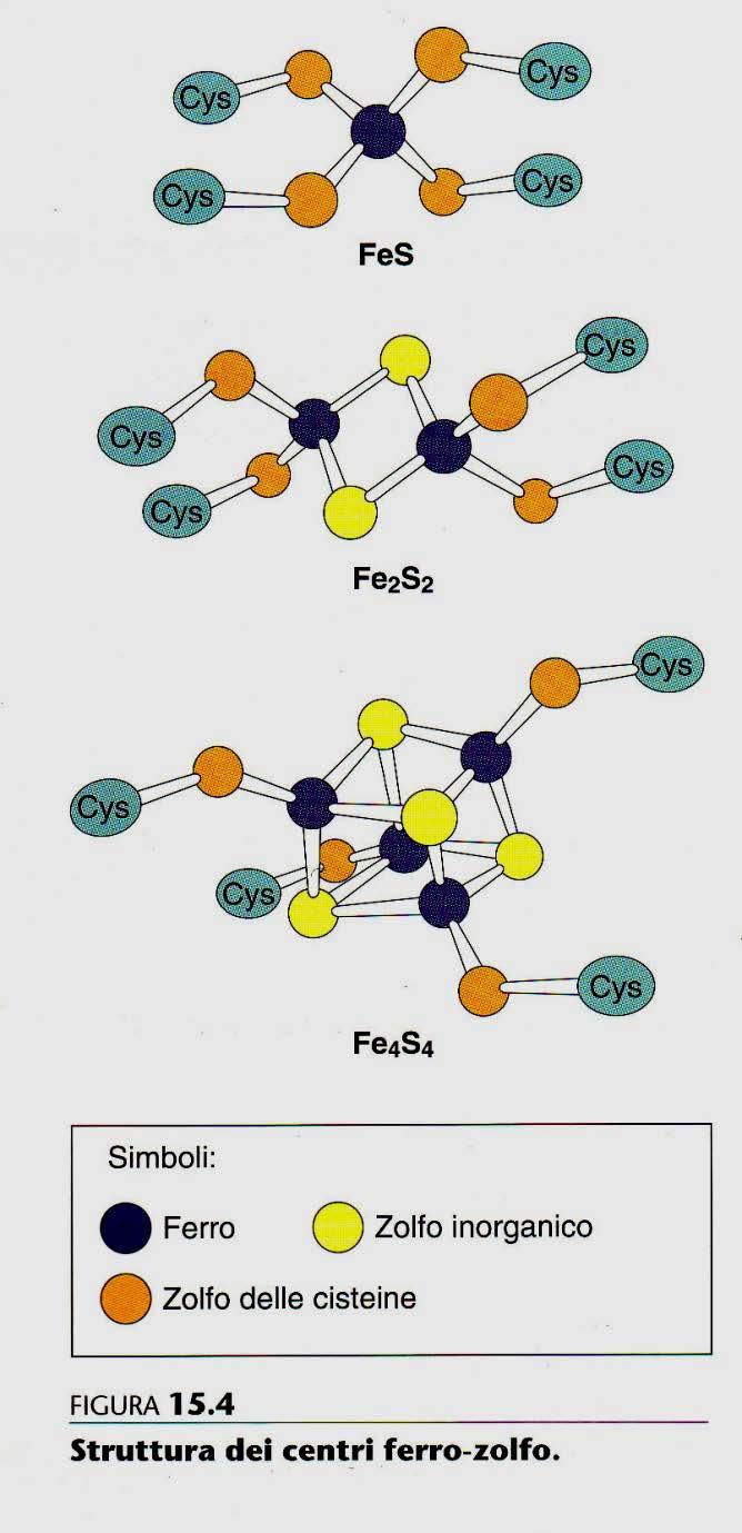 CENTRI FERRO-ZOLFO: ferro non eme [2Fe-2S] [4Fe-4S] Fe e S sono uniti a Cys con legami