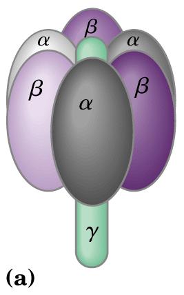 F0 F1 ATPasi ( complesso V) Boyer e Walker, Nobel 1997 F1 α 3 β 3 γδε β catalizza la formazione di ATP α lega ATP Dallo