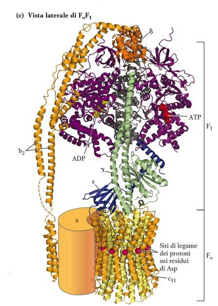 Complesso dell ATP sintasi mitocondriale in