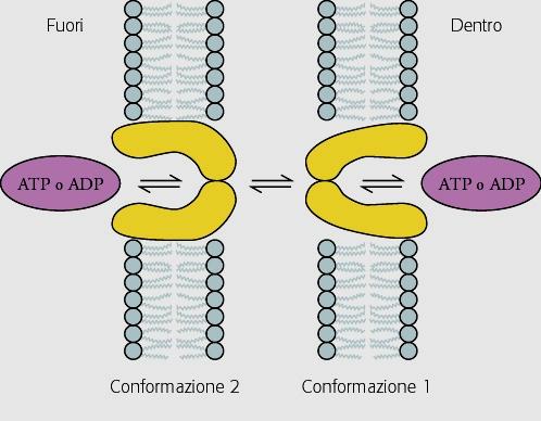 Traslocatore ADP/ATP Sp. intermem. matrice Cambia conformazione solo se legato.