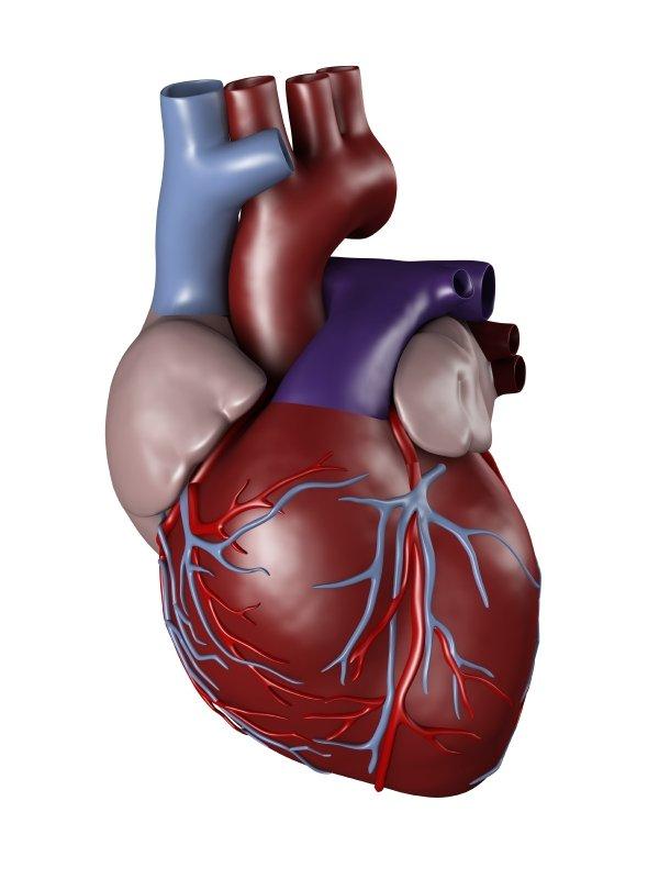 Sistemi di valutazione a punti del rischio emorragico Sono sati sviluppati una varietà di sistemi a punti per predire il rischio di sanguinamento in pazienti che iniziano farmaci anticoagulanti Meno