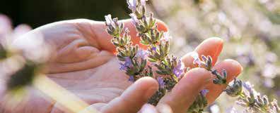 Bressanone & dintorni Passeggiata erboristica alla Spilucker Platte Un esperienza per tutti i sensi: magiche erbe officinali, un vecchio mulino, lo straordinario fascino dei prati di montagna e la