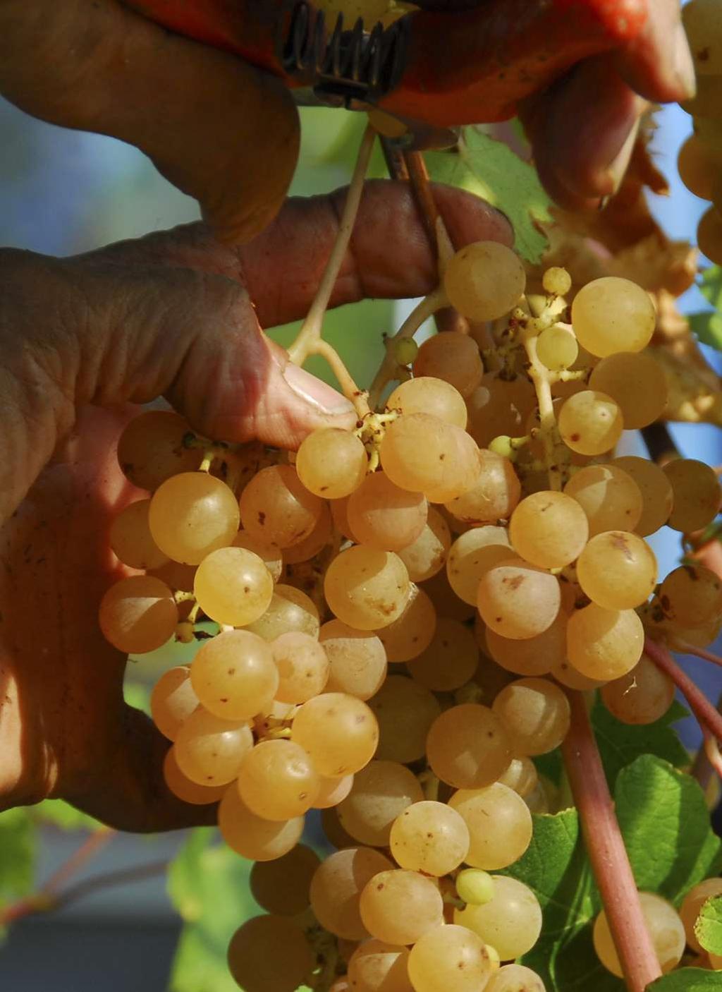 Spumanti Grazie alla spremitura soffice delle uve e fermentazione del mosto a temperatura controllata, tutti i nostri spumanti acquisiscono un bouquet olfattivo