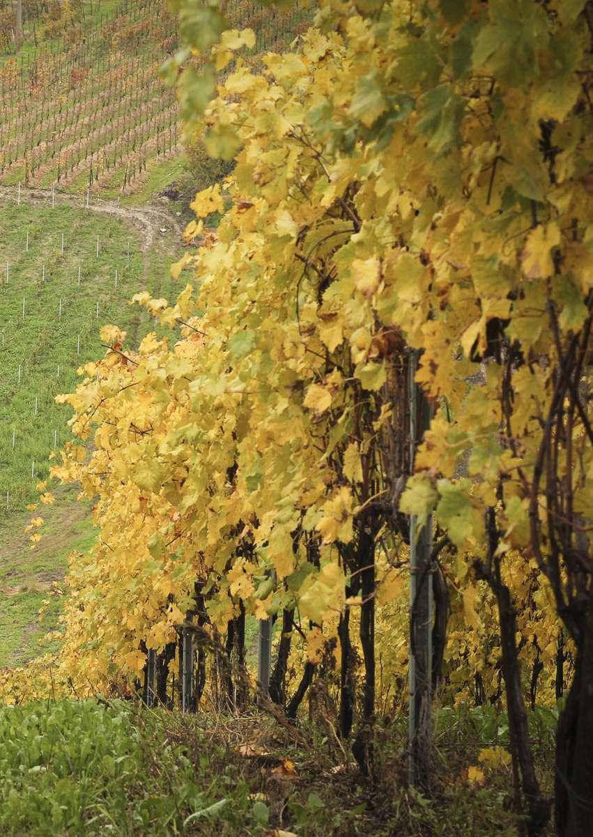 Siamo Cantina di Vicobarone dal 1960, da quando i primi soci la fondarono nel cuore della Val Tidone e delle sue colline da sempre coltivate a vigneto.