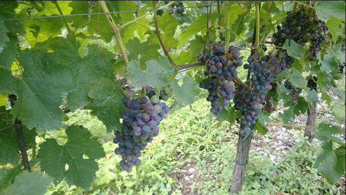 FASE FENOLOGICA VITE Invaiatura iniziata su Incrocio Manzoni e Chardonnay zona 3. Maturazione in corso su Chardonnay a Darfo.