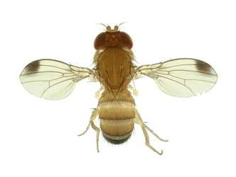 DROSOPHILA SUZUKII Da alcuni anni (2011) nelle nostre zone è giunta Drosophila suzukii, moscerino della frutta del tutto simile alla Drosophila locale, ma con la maggiore capacità di perforare la