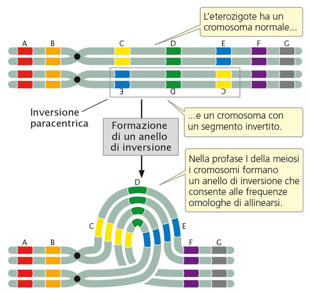 Quando un individuo è omozigote per una determinata inversione, durante lameiosi non si verificano particolari problemi e i due cromosomi omologhi possono appaiarsi e separarsi regolarmente.