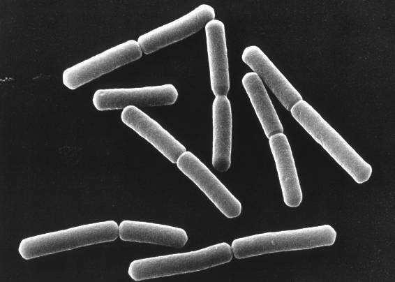 Bacillus subtilis Utilizzato per via fogliare, libera metaboliti limitanti lo sviluppo di crittogame dell