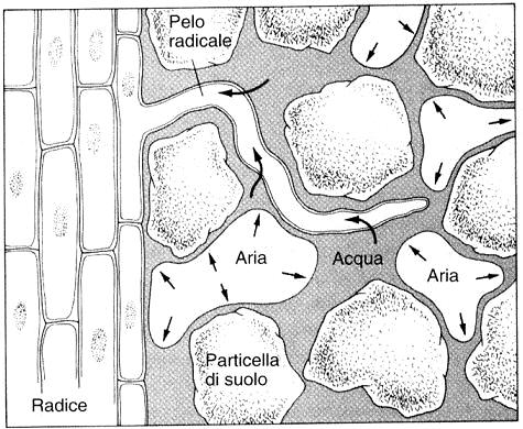 radice in crescita e le particelle del suolo protezione fisica dell apparato radicale habitat ideale per le associazioni