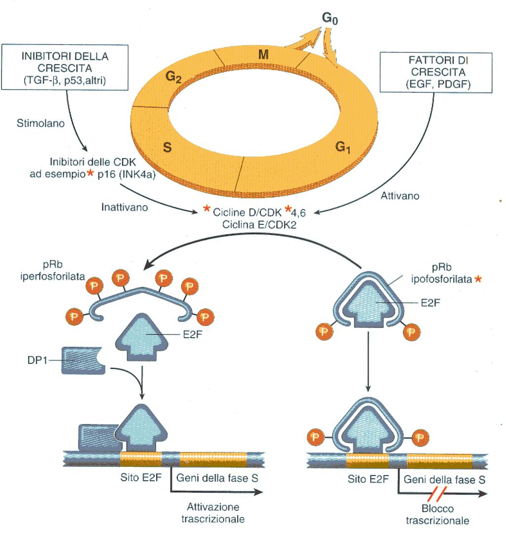 In relazione al disegno riportato si evince che: La forma ipofosforilata di prb previene l attivazione dei geni che rispondono ai fattori E2F mediante un vero e proprio sequestro delle proteine E2F;
