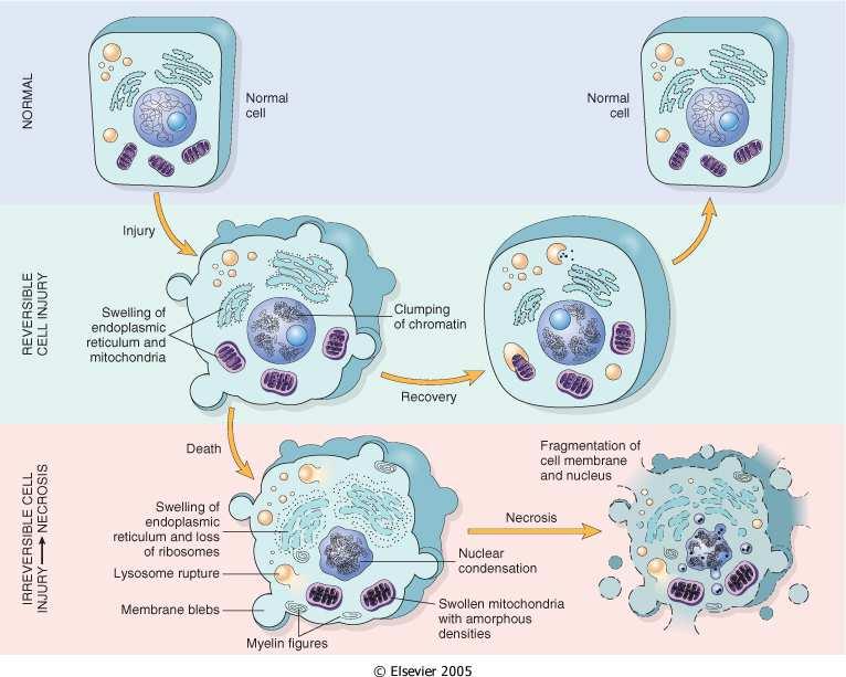 STIMOLO LESIVO IPOSSIA-SOSTANZE TOSSICHE-METALLI PESANTI-INFEZIONI-RADIAZIONI- TEMPERATURE ALTE/BASSE MODIFICAZIONI FUNZIONALI-STRUTTURALI REVERSIBILI PERSISTENZA STIMOLO LESIVO DANNO CELLULARE