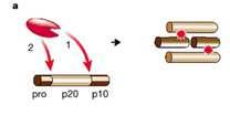 General mechanisms for caspase activation General mechanisms for caspase activation The induced proximity model Exposing a