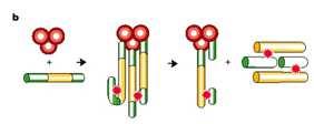 This is a caspase cascade used extensively by cells to activate caspase-3, -6 and 7.