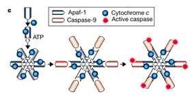 Adaptor proteins are recruited by death inducing signalling complex, resulting in a high local concentration of zymogen.