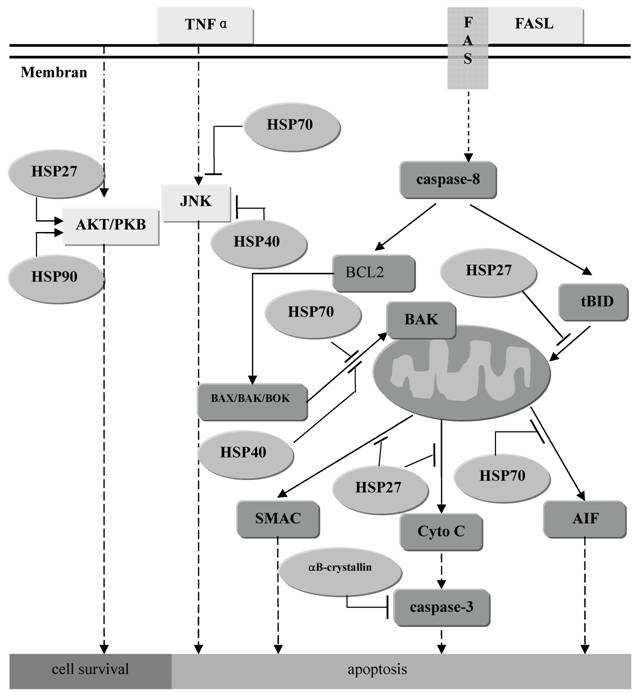 General mechanisms for caspase activation Caspase-9 requires the association with a regulatory subunit such as Apaf-1.