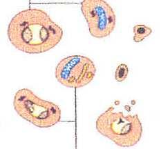 di una cellula apoptotica.