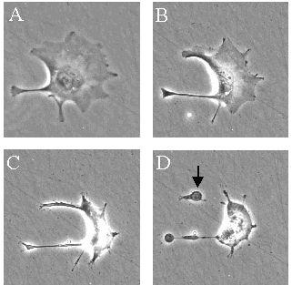 integre 3- DNA di cellule in necrosi: i