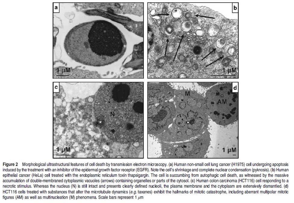 cellula Colpisce gruppi di cellule o aree di tessuto distruggendo la struttura Fagocitosi da