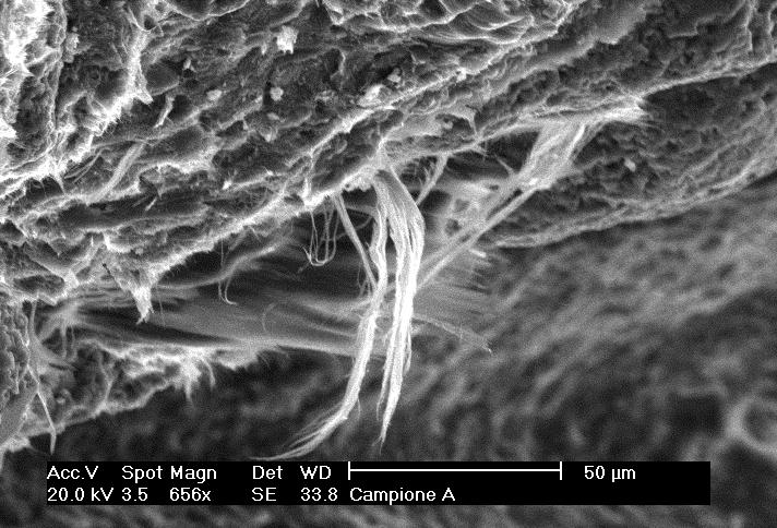 Microscopia Elettronica a Scansione (SEM) e Microanalisi in