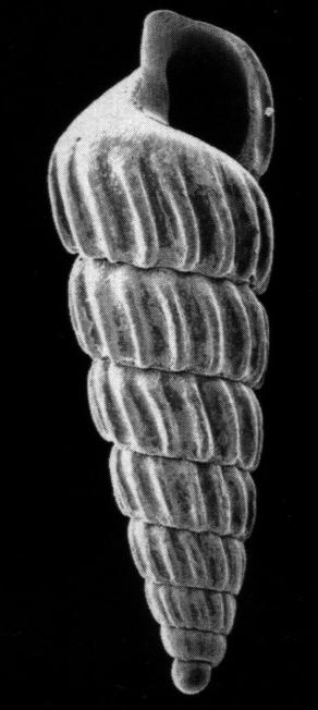 Turbonilla pseudogradata Nordsieck F.,1972 Sinonimia:Turbonilla pseudogradata Nordsieck, 1972 (nom. nov. pro Turbonilla gradata Monterosato, 1184, non B.D.