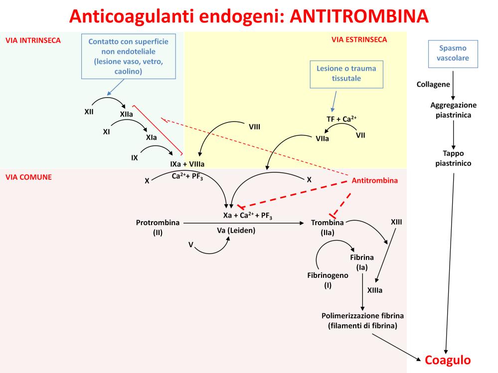I meccanismi anticoagulanti endogeni fanno in modo che la coagulazione non avvenga normalmente all interno di un vaso ematico integro.