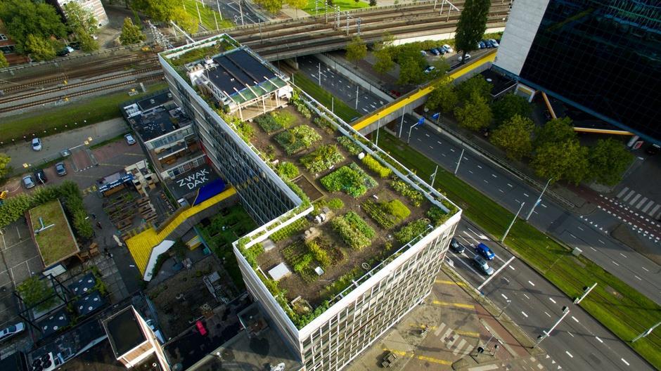 Dakakker Il rooftop farm più grande in Europa Realizzato da: Rotterdam Milieucentrum + ZUS