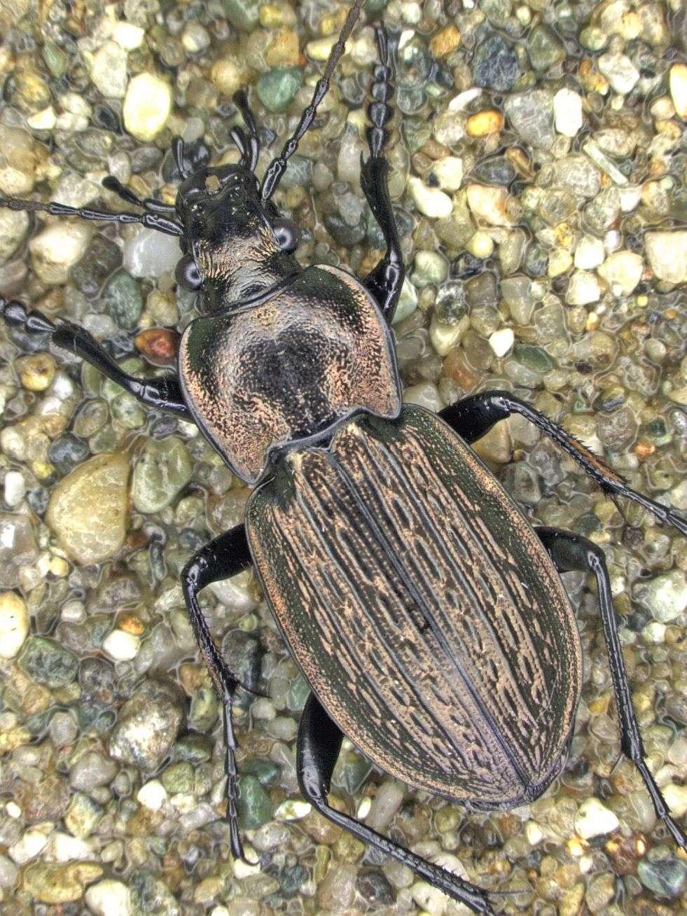 5 - Carabus italicus (Dejean, 1826), lunghezza totale: 24.0 mm. Fig.