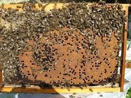 Figure 7 e 8: In alto due favi di covata ben bilanciati, con una giusta quantità di scorte, in entrambi i casi intorno alla covata vi è una bella corona di miele e polline.